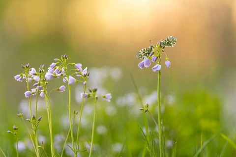 Aurora butterfly (Anthocharis cardamines) on meadowfoam, Vechta, Lower Saxony, Germany
