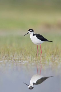 Black-necked Stilt (Himantopus mexicanus) feeding in a marsh in central Washington State, USA