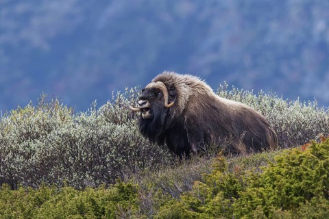 Moschusochse (Ovibos moschatus) muskox