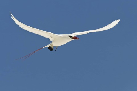 Red-tailed Tropicbird (Phaethon rubricauda), Hawaii, USA