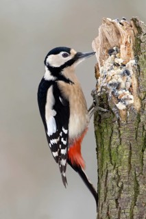 Great Spotted Woodpecker (Dendrocopos major) female, Saxony-Anhalt, Germany
