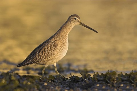 Short-billed Dowitcher (Limnodromus griseus), British Columbia, Canada