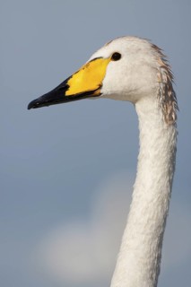 Whooper Swan (Cygnus cygnus), Baden-Wuerttemberg, Germany