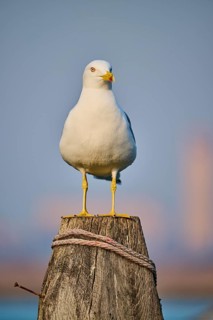 Yellow-legged gull (Larus michahellis) sitting on a wood, Venice, Italy