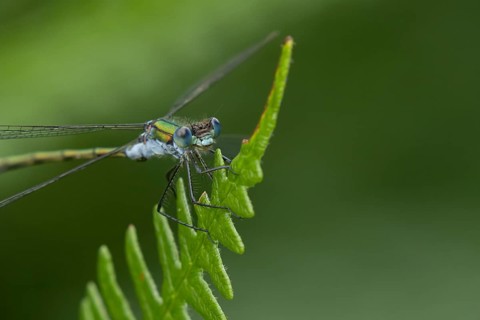 Emerald damselfly (Lestes sponsa) adult male insect resting on a Bracken leaf in summer, RSPB