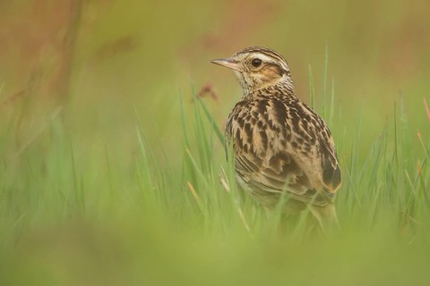 Woodlark (Lullula arborea) perched on the ground, Hesse, Germany