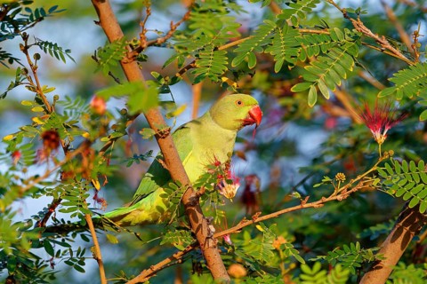Collared Parakeet, (Psittacula krameri), Small Alexander Parakeet, eats flowers Muscat, Al Qurm