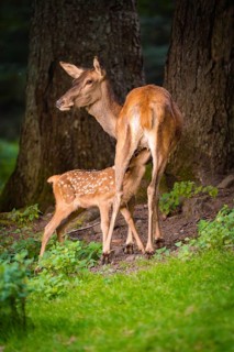 Young roe deer calf sucking on mother deer in the forest, Black Forest, Enzklösterle, Germany