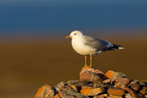 Mew Gull, (Larus canus), animals, birds, gull, gull family, Varanger, Finnmark, Norway
