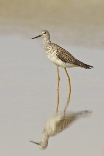 Lesser Yellowlegs (Tringa flavipes), Ecuador