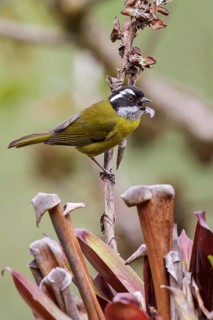 Sooty-capped Bush Tanager (Chlorospingus pileatus) perched on a branch in Costa Rica