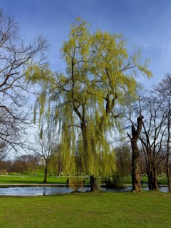 Babylon willow, Babylonian weeping willow (Salix babylonica), English Garden, Monopteros at the