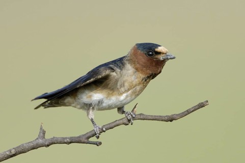 American Cliff Swallow (Petrochelidon pyrrhonota), Texas, USA
