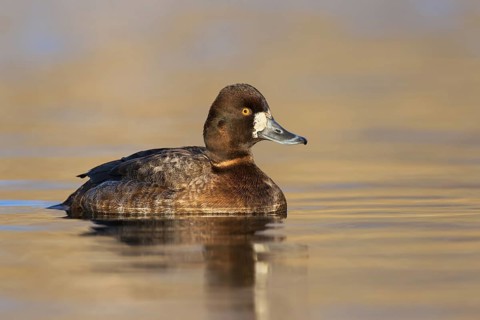 Lesser Scaup (Aythya affinis) female, British Columbia, Canada