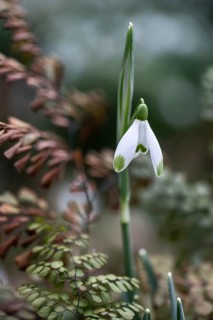 Snowdrop (Galanthus nivalis) and lady fern (Adiantum venustum), Emsland, Lower Saxony, Germany