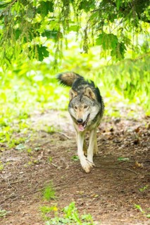 European gray wolf (Canis lupus lupus) in the forest, Germany
