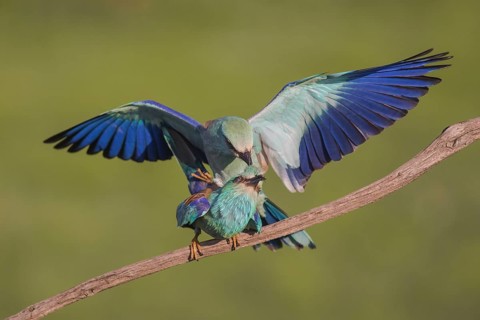 European Roller (Coracias garrulus) pair mating, Subotica, Serbia