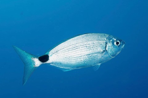 Banded sea bream (Oblada melanura)