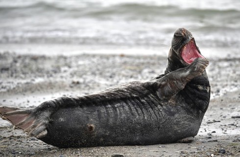 Grey seal (Halichoerus grypus) on the beach of Heligoland, Schleswig-Holstein, Germany