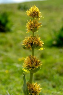 Close-up of a gentian (Gentiana lutea), Auvergne Volcanoes Park. Puy de Dome. Auvergne Rhone Alpes.