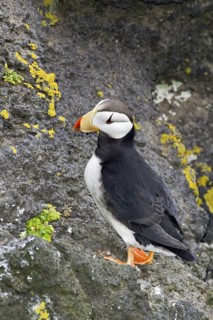 Horned Puffin (Fratercula corniculata), Alaska, USA