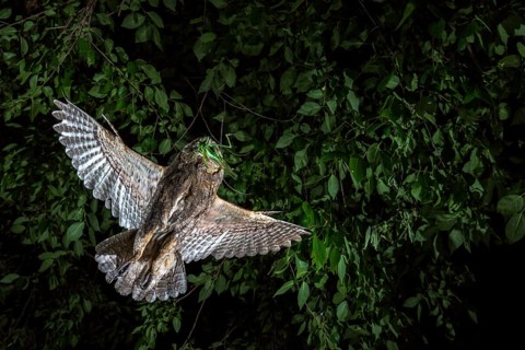 Eurasian Scops Owl (Otus scops) with grasshopper prey in its beak, Andalusia, Spain