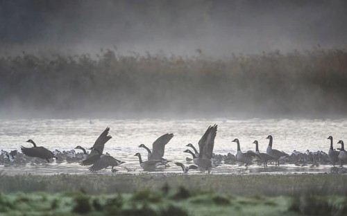 Canada Goose, Branta Canadensis, birds in flight over marshes, Devon, England, United Kingdom