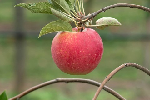 Apple (Malus domestica MAMMUT), Bayerische Landesanstalt für W, Germany