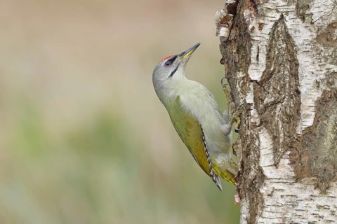 Grey-headed woodpecker (Picus canus), male sitting on the trunk of a grey birch (Betula