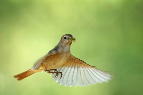 Common Redstart (Phoenicurus phoenicurus) female flying, Baden-Wuerttemberg, Germany