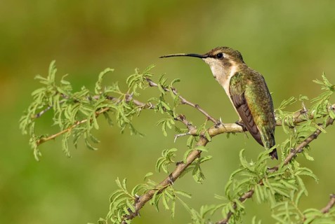Lucifer Sheartail (Calothorax lucifer) female perched on a branch, Texas, USA