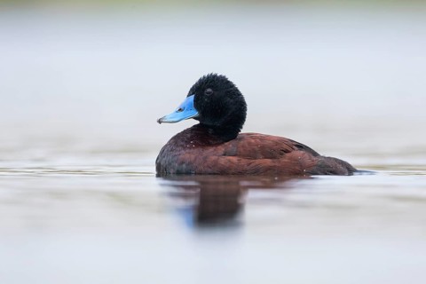 Blue-billed Duck (Oxyura australis) male, Victoria, Australia