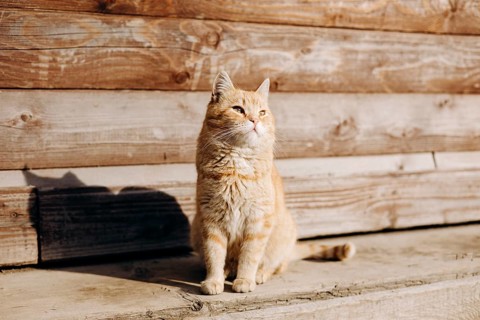 A domestic orange cat sits calmly on a wooden porch, basking in the warm sunlight. Its relaxed
