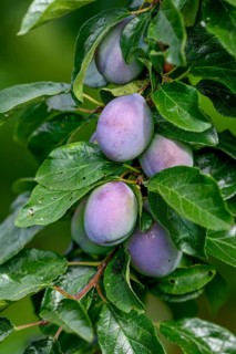 Ripe Plums (Prunus domestica) hanging on the tree, near Bühl, Rastatt district, Black Forest,