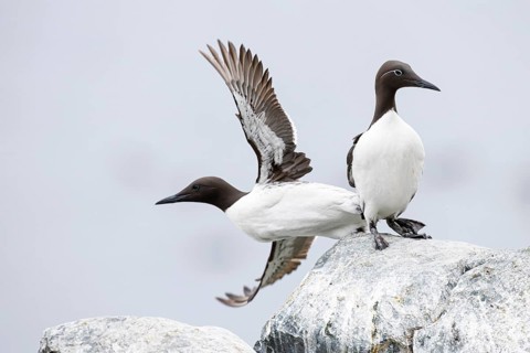 Guillemot (Uria aalge), two birds on cliff top, one bird taking off, Hornøya Island, Vardø,