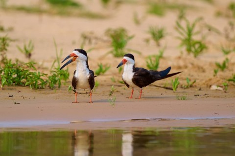 Two birds standing on the sandy bank of a body of water surrounded by green vegetation, Rynchops