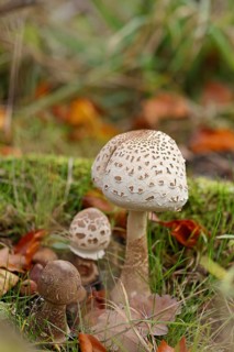 A young parasol mushroom (Macrolepiota procera) in a forest in autumn, North Rhine-Westphalia,