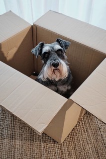 Miniature schnauzer sitting in open cardboard box, adapting to new house, moving or relocation