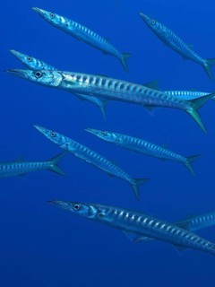 Group, shoal of barracuda (Sphyraena sphyraena) in the Mediterranean near Hyères. Dive site Giens