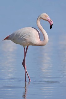 Greater flamingo (Phoenicopterus roseus), Camargue, Provence, southern France