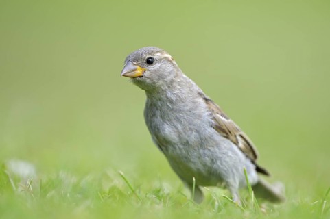 Haussperling (Passer domesticus), House Sparrow, Jungvogel, Weibchen, aufmerksam, Juli, Insel