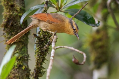 Buff-fronted Foliage-gleaner (Philydor rufum) perched on a branch in the Atlantic rainforest of