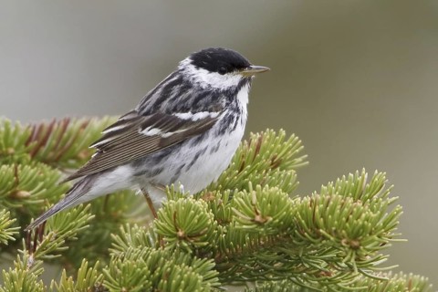 Blackpoll Warbler (Setophaga striata) male, Manitoba, Canada