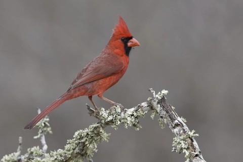 Northern Cardinal (Cardinalis cardinalis) male, Texas, USA