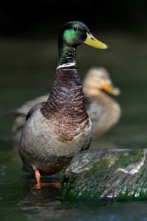 Mallard (Anas platyrhynchos) pair, North Rhine-Westphalia, Germany