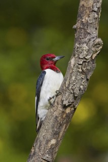 Red-headed Woodpecker (Melanerpes erythrocephalus), Ontario, Canada