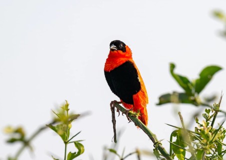 Fire weaver (Euplectes franciscanus), red bird sitting on a branch, Murchison Falls National Park,