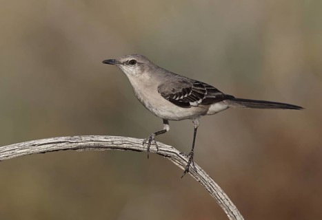 Northern Mockingbird (Mimus polyglottos), California, USA