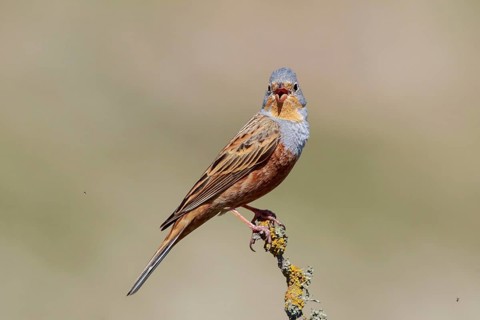 Cretzschmar's Bunting (Emberiza caesia) male singing, Lesvos, Greece