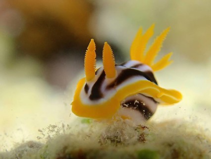 African star snail (Chromodoris africana)